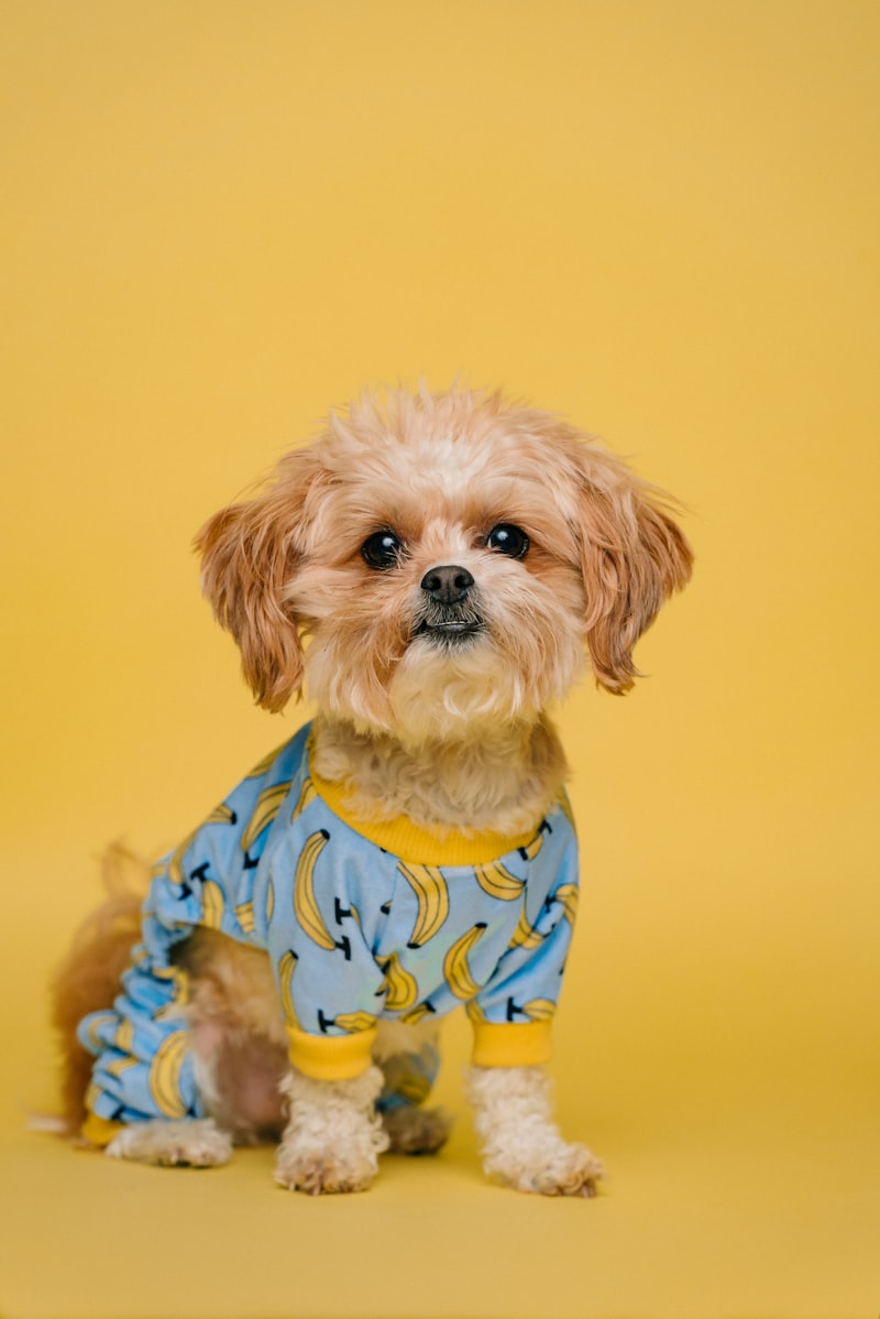 Cão em recuperação pós-cirúrgica colocefalectomia